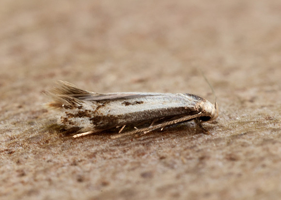 38.046 BF630 Elachista albidella