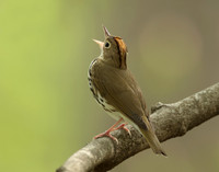 Ovenbird Seiurus aurocapilla
