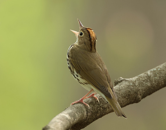 Ovenbird Seiurus aurocapilla