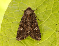 73.274 BF2154 Cabbage Moth Mamestra brassicae