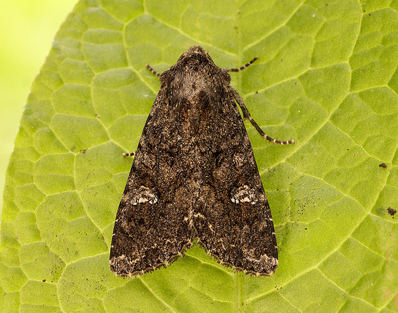 73.274 BF2154 Cabbage Moth Mamestra brassicae
