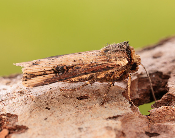 73.328 BF2098 Flame Axylia putris