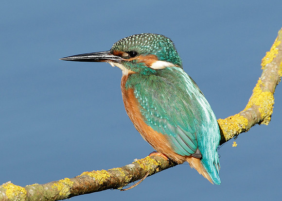 Kingfisher Alcedo atthis