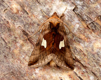 73.018 BF2444 Gold Spangle Autographa bractea