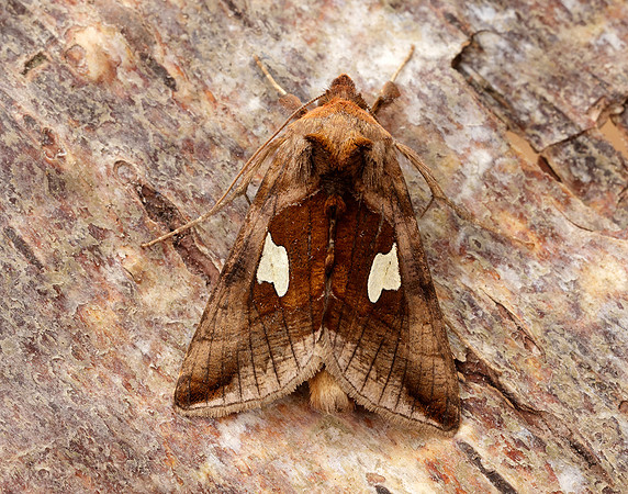73.018 BF2444 Gold Spangle Autographa bractea