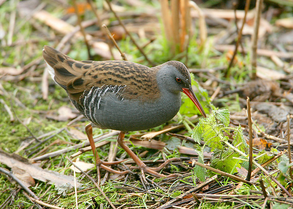 Water Rail Rallus aquaticus