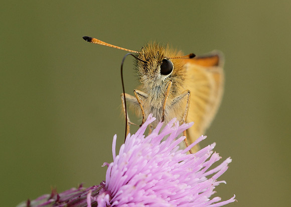 Essex Skipper Thymelicus lineola