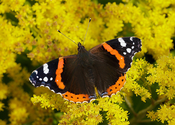 Red Admiral Vanessa atalanta