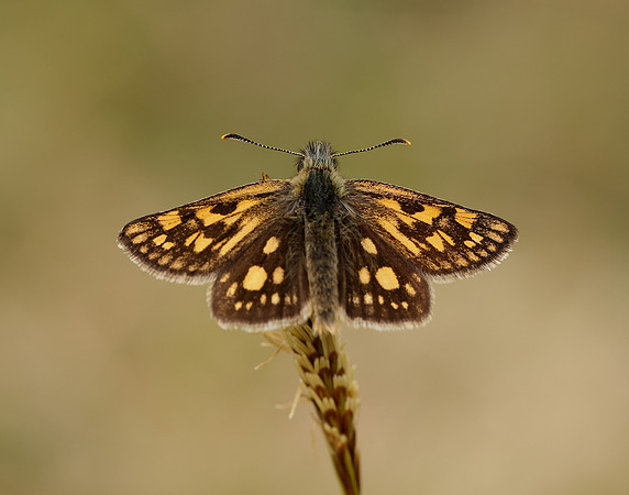 Chequered Skipper Carterocephalus palaemon