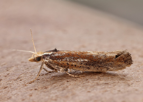 17.010 BF460 Ypsolopha parenthesella