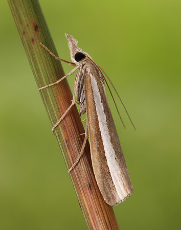 63.091 BF1307 Agriphila latistria