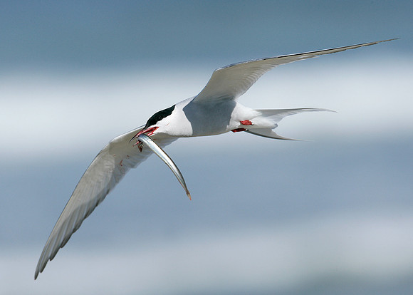 Arctic Tern Sterna paradisaea
