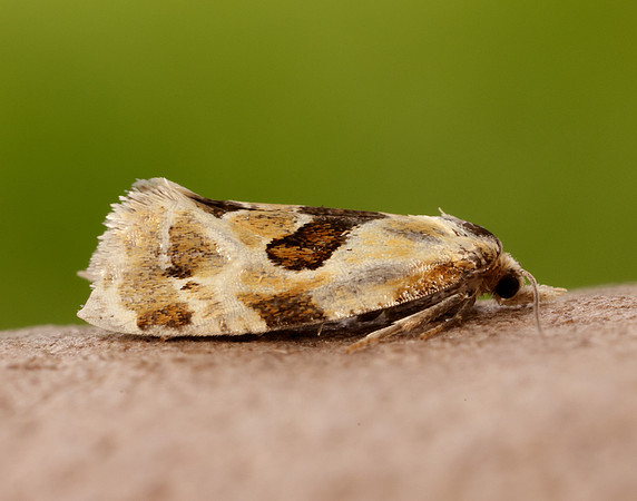 49.128 BF946 Aethes rubigana