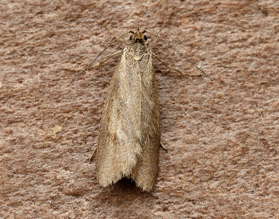 29.002 BF664 Diurnea lipsiella