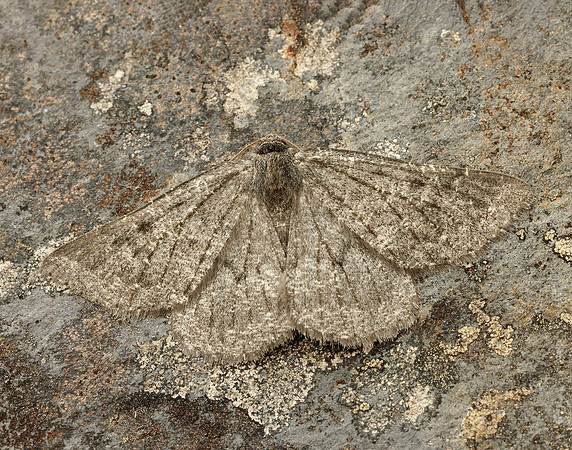 70.285 BF1963 Scotch Annulet Gnophos obfuscata