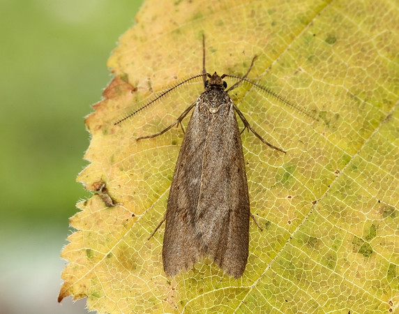 29.002 BF664 Diurnea lipsiella