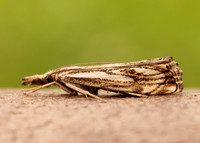 63.102 BF1316 Catoptria falsella