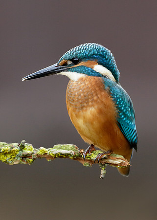 Kingfisher Alcedo atthis