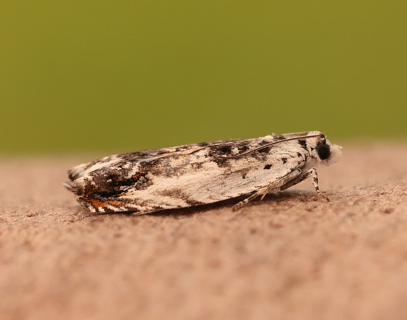49.203 BF1123 Ancylis laetana