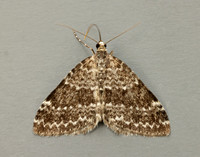 70.072 BF1744 Grey Mountain Carpet Entephria caesiata
