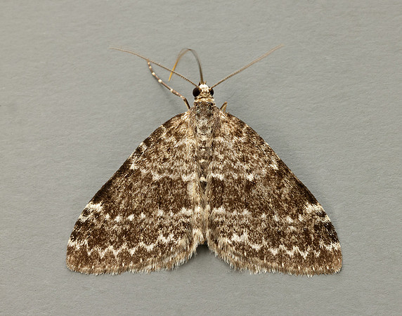 70.072 BF1744 Grey Mountain Carpet Entephria caesiata