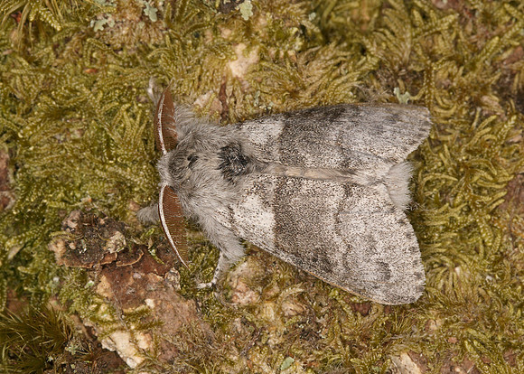 72.015 BF2028 Pale Tussock Calliteara pudibunda