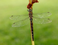Migarnt Hawker Aeshna mixta