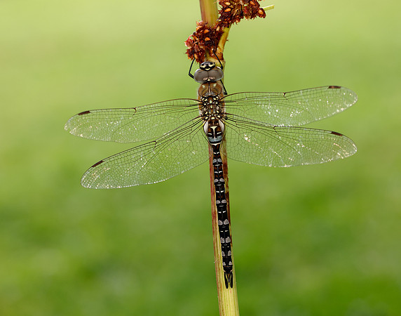 Migarnt Hawker Aeshna mixta
