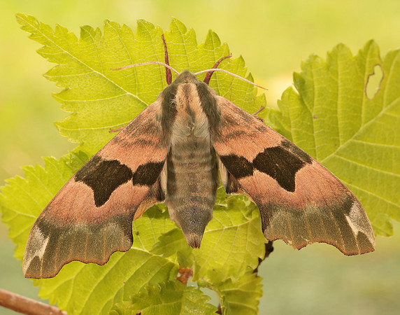 69.001 BF1979 Lime Hawk-moth Mimas tiliae