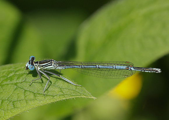 White-legged Damselfly Platycnemis pennipes