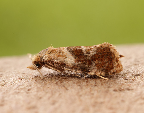 49.129 BF959 Cochylidia rupicola