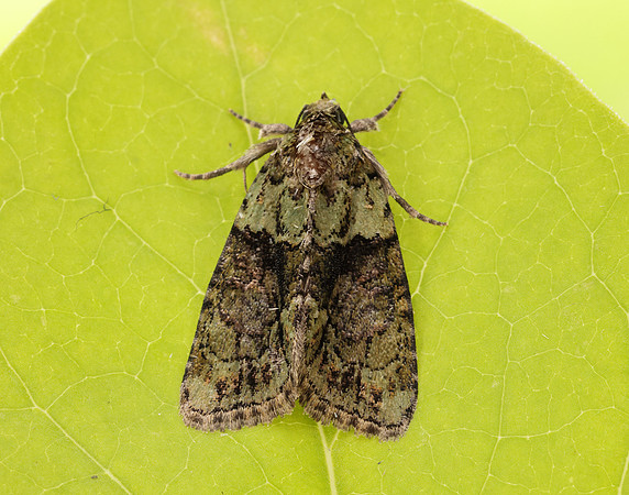 73.082 BF2292 Tree-lichen Beauty Cryphia algae