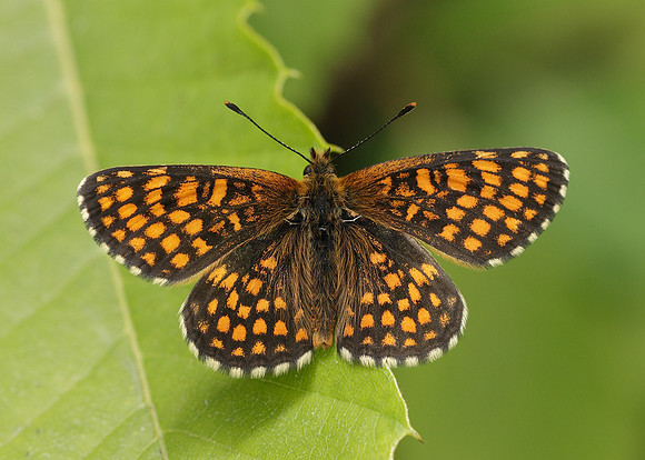 Heath Fritillary Melitaea athalia