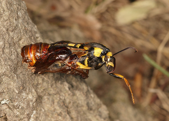 52.002 BF0370 Hornet Moth Sesia apiformis