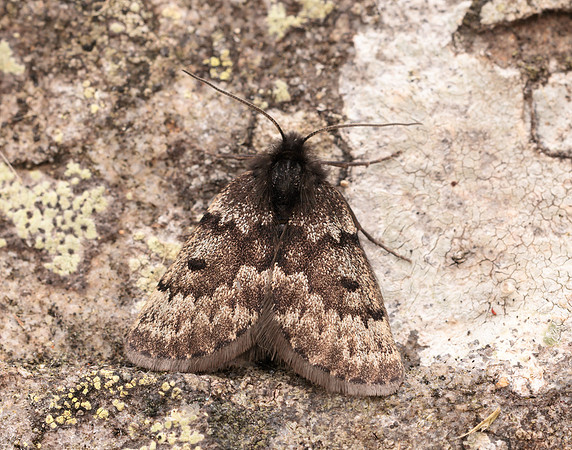 70.289 BF1965 Black Mountain Moth Glacies coracina