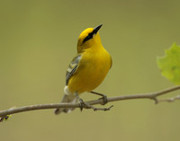 Blue-winged Warbler Vermivora cyanoptera