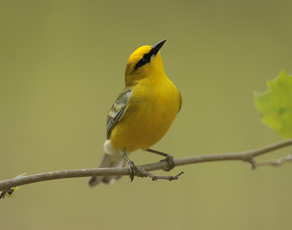 Blue-winged Warbler Vermivora cyanoptera