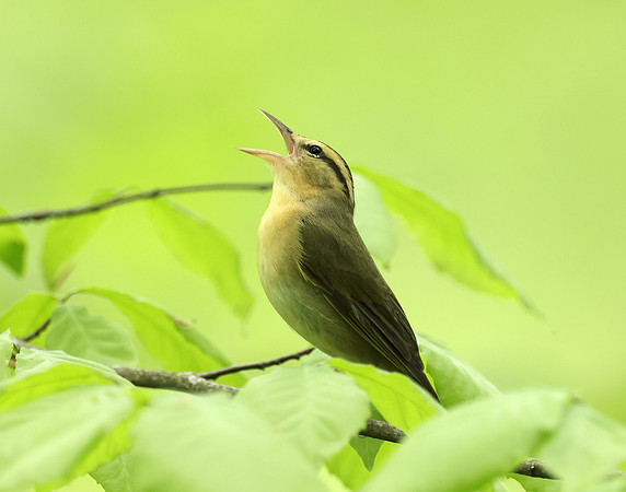 Worm-eating Warbler Helmitheros vermivorum