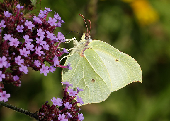 Brimstone Gonepteryx rhamni