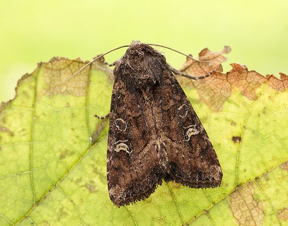 73.119 BF2368 Crescent Helotropha leucostigma
