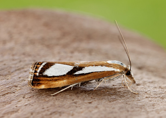 63.096 BF1310 Catoptria permutatellus