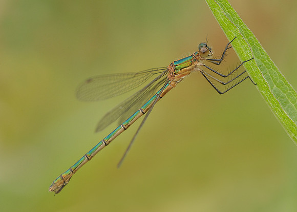 Emerald Damselfly Lestes sponsa