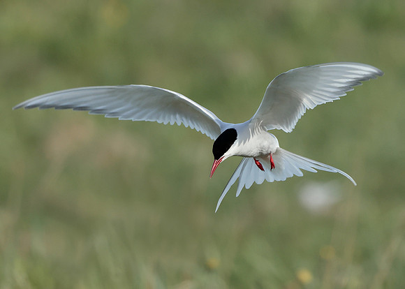 Arctic Tern Sterna paradisaea