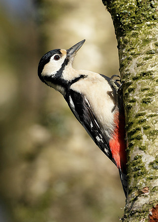 Great Spotted Woodpecker Dendrocopus major