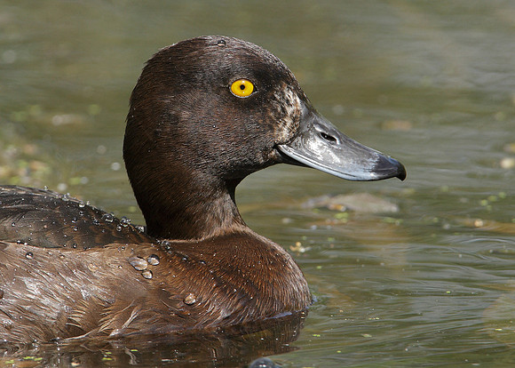 Tufted Duck Aythya fuligula