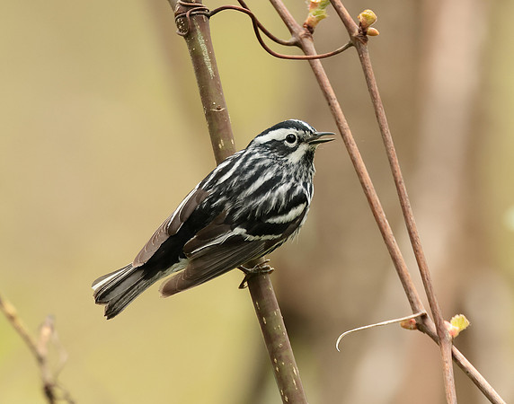 Black & White Warbler Mniotilta varia