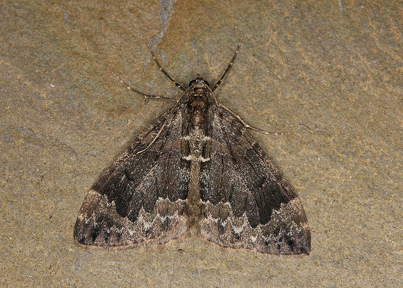70.097 BF1764 Common Marbled Carpet Chloroclysta truncata