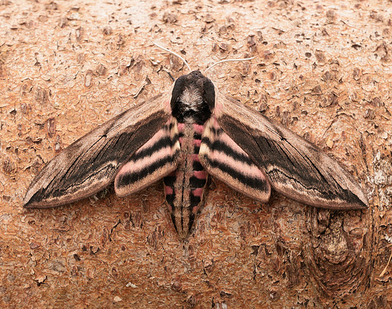 69.006 BF1976 Privet Hawk-moth Sphinx ligustri