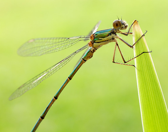 Willow Emerald Chalcolestes viridis