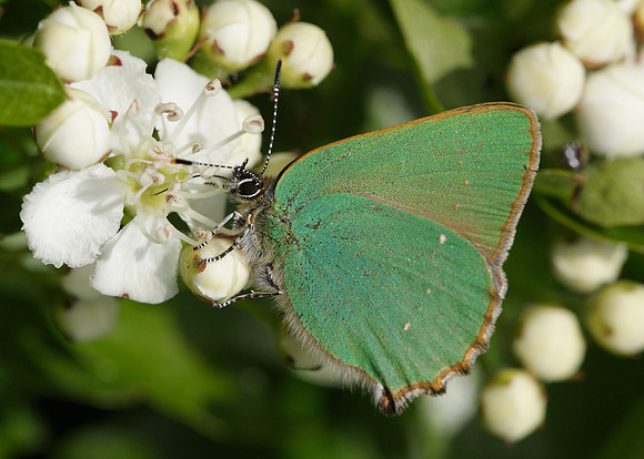 Green Hairstreak Callophrys rubi